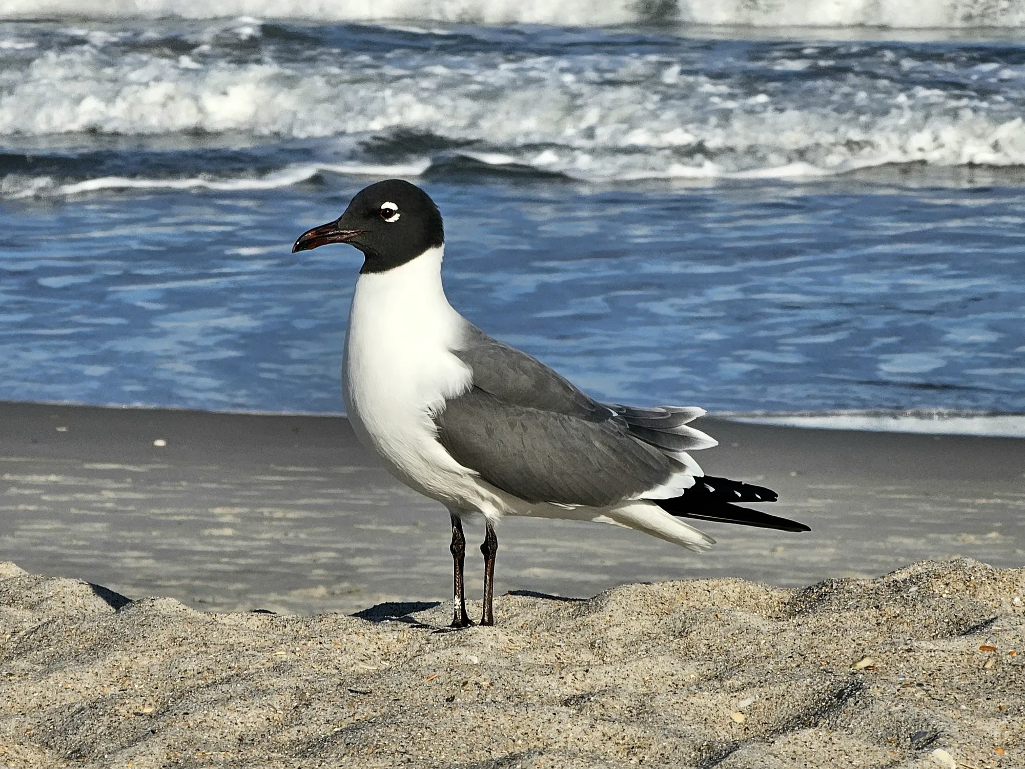 Laughing gull standing on a beach with ocean waves behind it