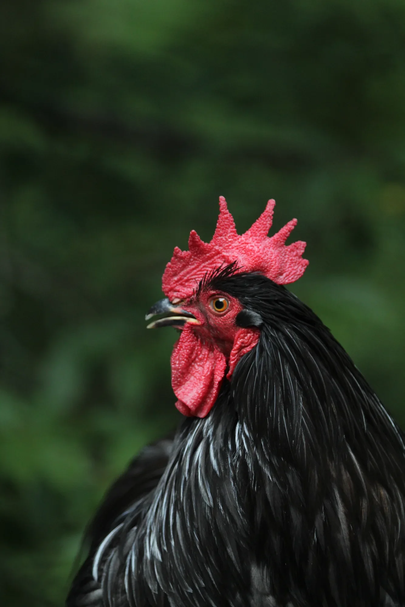 Black rooster with a vivid red comb against a soft green background